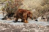 CAVALIER KING CHARLES 053